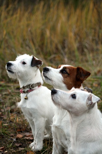 111020_alma inka eppu.jpg - Alma, Inka & Eppu